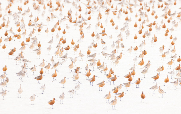 1-46-Melanie Gerland